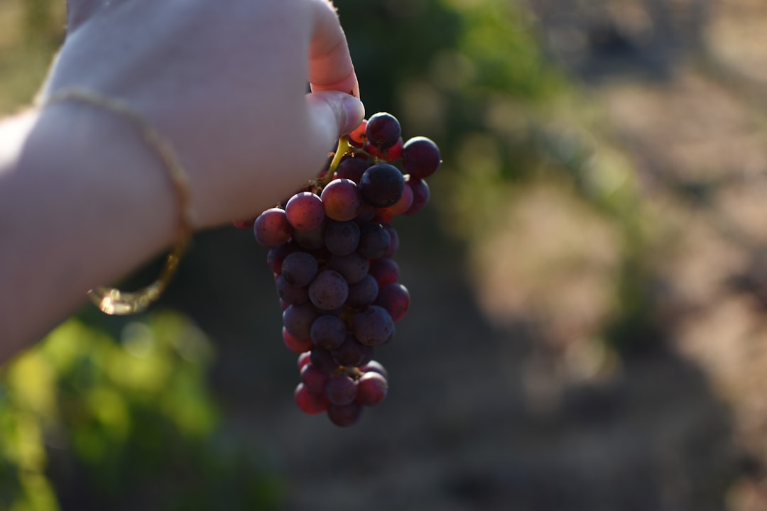 Alaska Airlines Adds 3 Sonoma Routes and Returns to Long Beach: What Wine Country Travelers Need to Know in 2026